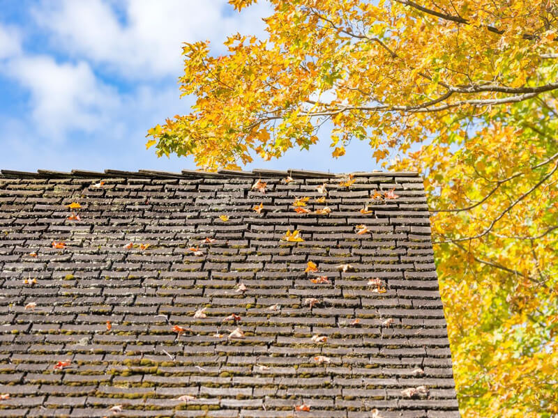 A roof with leaves on it and the sky in the background
